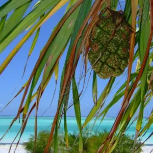 Explore An Unforgettable Island Adventure in Zanzibar 3 Days/2 Nights for 3 days with Across Africa Tours & Travel and discover unforgettable experiences - Photo 7