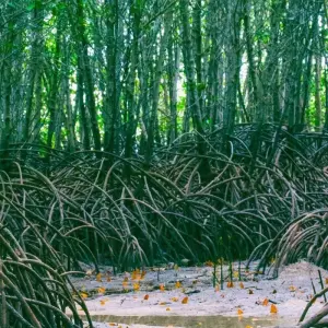 Explore An Unforgettable Island Adventure in Zanzibar 3 Days/2 Nights for 3 days with Across Africa Tours & Travel and discover unforgettable experiences - Photo 8