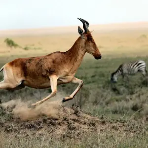 Explore Tanzania Golf & Safari Luxury Experience 10 Days/09 Nights for 10 days with Across Africa Tours & Travel and discover unforgettable experiences - Photo 2