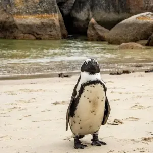 Explore Golf Wellness Retreat in South Africa’s Cape, Winelands & Garden Route  Tour 10 Days/09 Days for 10 days with Across Africa Tours & Travel and discover unforgettable experiences - Photo 3