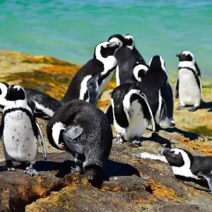 Explore Golf Wellness Retreat in South Africa’s Cape, Winelands & Garden Route  Tour 10 Days/09 Days for 10 days with Across Africa Tours & Travel and discover unforgettable experiences - Photo 4