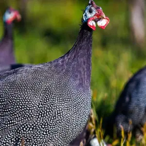 Explore Explore Malabo, Pico Basilé, Ureka & Lake Biao 5 Days/4 Nights for 5 days with Across Africa Tours & Travel and discover unforgettable experiences - Photo 6