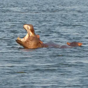 Explore Escape to Tranquility: Zambezi River in 6 Days for 6 days with Across Africa Tours & Travel and discover unforgettable experiences - Photo 7