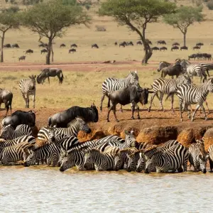 Explore Tanzania Golf & Safari Luxury Experience 10 Days/09 Nights for 10 days with Across Africa Tours & Travel and discover unforgettable experiences - Photo 7