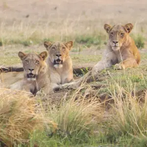 Explore Wildlife Safari in Lower Zambezi National Park 4-Day for 4 days with Across Africa Tours & Travel and discover unforgettable experiences - Photo 3
