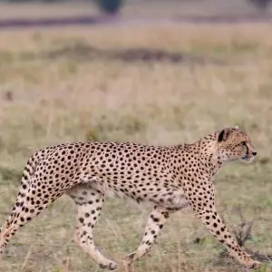 Explore Bird-Watching Adventure at Lochinvar National Park 3-Day for 3 days with Across Africa Tours & Travel and discover unforgettable experiences - Photo 4