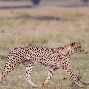 Explore Ultimate Zambia Safari 5-Day for 6 days with Across Africa Tours & Travel and discover unforgettable experiences - Photo 10