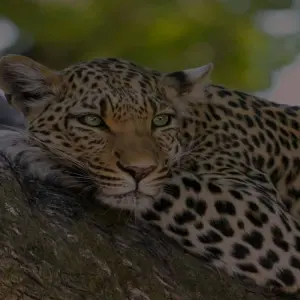 Explore Johannesburg Adventure Safari 4 Day/ 3 Nights ( Comfort) for 4 days with Across Africa Tours & Travel and discover unforgettable experiences - Photo 3
