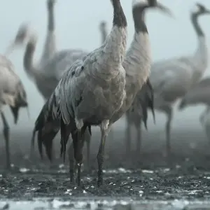 Explore Bird-Watching Adventure at Lochinvar National Park 3-Day for 3 days with Across Africa Tours & Travel and discover unforgettable experiences - Photo 6