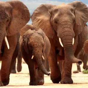 Explore Johannesburg Adventure Safari 4 Day/ 3 Nights ( Comfort) for 4 days with Across Africa Tours & Travel and discover unforgettable experiences - Photo 4