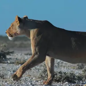 Explore Etosha Express Safari 3 Days / 2 Nights (Camping) for 3 days with Across Africa Tours & Travel and discover unforgettable experiences - Photo 2