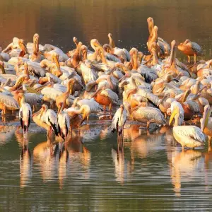 Explore Bird-Watching Adventure at Lochinvar National Park 3-Day for 3 days with Across Africa Tours & Travel and discover unforgettable experiences - Photo 7