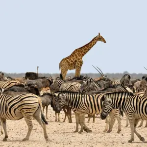 Explore Namibian Highlights Safari 15 Days/ 14 Nights ( Comfort) for 15 days with Across Africa Tours & Travel and discover unforgettable experiences - Photo 3