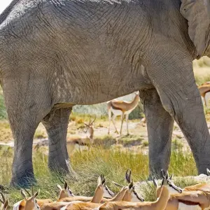 Explore Etosha Express Safari 3 Days / 2 Nights (Camping) for 3 days with Across Africa Tours & Travel and discover unforgettable experiences - Photo 3