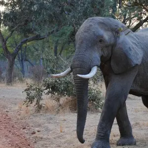 Explore Wildlife Safari in Lower Zambezi National Park 4-Day for 4 days with Across Africa Tours & Travel and discover unforgettable experiences - Photo 8