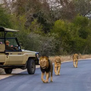 Explore Johannesburg Adventure Safari 4 Day/ 3 Nights ( Comfort) for 4 days with Across Africa Tours & Travel and discover unforgettable experiences - Photo 6