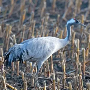 Explore Bird-Watching Adventure at Lochinvar National Park 3-Day for 3 days with Across Africa Tours & Travel and discover unforgettable experiences - Photo 9