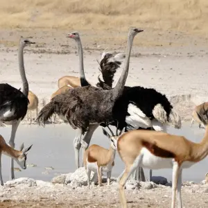 Explore Etosha Express Safari 3 Days / 2 Nights (Camping) for 3 days with Across Africa Tours & Travel and discover unforgettable experiences - Photo 4