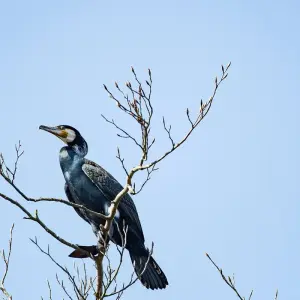 Explore Bird-Watching Adventure at Lochinvar National Park 3-Day for 3 days with Across Africa Tours & Travel and discover unforgettable experiences - Photo 10