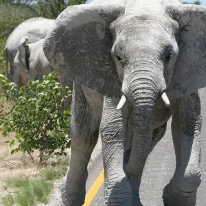 Explore Etosha Express Safari 3 Days / 2 Nights (Camping) for 3 days with Across Africa Tours & Travel and discover unforgettable experiences - Photo 5