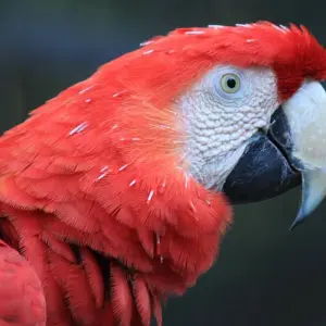 Explore Bird-Watching Adventure at Lochinvar National Park 3-Day for 3 days with Across Africa Tours & Travel and discover unforgettable experiences - Photo 11