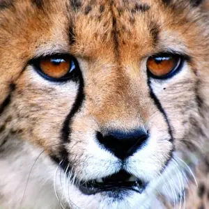 Explore Namibian Highlights Safari 15 Days/ 14 Nights ( Comfort) for 15 days with Across Africa Tours & Travel and discover unforgettable experiences - Photo 7