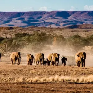 Explore Etosha Express Safari 3 Days / 2 Nights (Camping) for 3 days with Across Africa Tours & Travel and discover unforgettable experiences - Photo 6