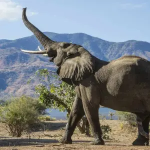 Explore Best of Zimbabwe Experience 6 Days 5 Nights (Comfort Plus) for 7 days with Across Africa Tours & Travel and discover unforgettable experiences - Photo 7