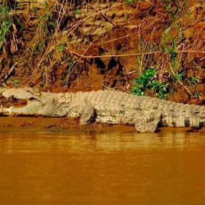Explore Madagascar Signature 22Days /21Nights ( Comfort) for 22 days with Across Africa Tours & Travel and discover unforgettable experiences - Photo 4
