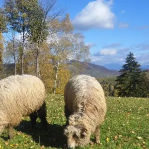 Explore Explore the Carpathians' Gate - self guided tour for 8 days with Active Travel and discover unforgettable experiences - Photo 2