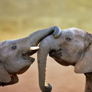 Explore Addo, Lesotho & Drankensburg Experience 7Days/6 Nights ( Comfort) for 7 days with Across Africa Tours & Travel and discover unforgettable experiences - Photo 7