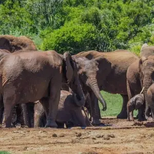 Explore Addo, Lesotho & Drankensburg Experience 7Days/6 Nights ( Comfort) for 7 days with Across Africa Tours & Travel and discover unforgettable experiences - Photo 8