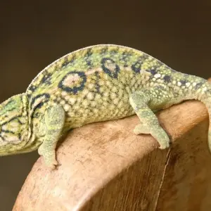 Explore Madagascar Signature 22Days /21Nights ( Comfort) for 22 days with Across Africa Tours & Travel and discover unforgettable experiences - Photo 8