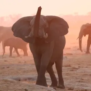 Explore Best of Zimbabwe Experience 6 Days 5 Nights (Comfort Plus) for 7 days with Across Africa Tours & Travel and discover unforgettable experiences - Photo 10