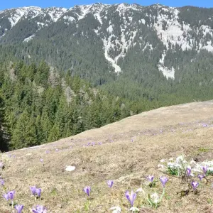 Explore Experience Ecotourism in Romania - eco-certified private trekking program for 4 days with Active Travel and discover unforgettable experiences - Photo 5