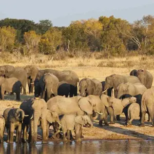 Explore Best of Zimbabwe Experience 6 Days 5 Nights (Comfort Plus) for 7 days with Across Africa Tours & Travel and discover unforgettable experiences - Photo 11