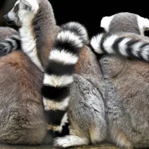 Explore Madagascar Signature 22Days /21Nights ( Comfort) for 22 days with Across Africa Tours & Travel and discover unforgettable experiences - Photo 11