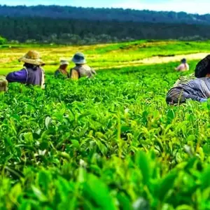 Explore Mauritius Experience 10 Days-9Nights ( Comfort Plus ) for 10 days with Across Africa Tours & Travel and discover unforgettable experiences - Photo 4
