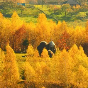 Explore Transylvanian Village Life in the Carpathian Mountains: An Eco-Certified Experience for 8 days with Active Travel and discover unforgettable experiences - Photo 8