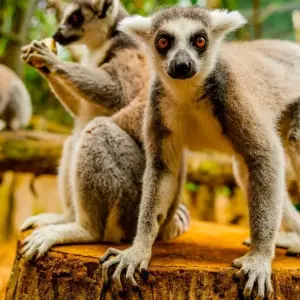 Explore Mauritius Experience 10 Days-9Nights ( Comfort Plus ) for 10 days with Across Africa Tours & Travel and discover unforgettable experiences - Photo 5