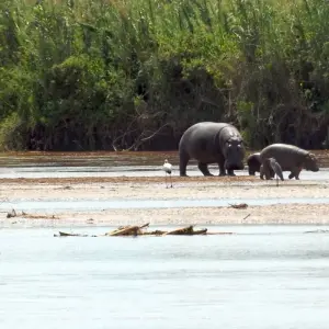 Explore Burundian Adventure Safari 7D /6 N (Comfort Plus) for 7 days with Across Africa Tours & Travel and discover unforgettable experiences - Photo 6