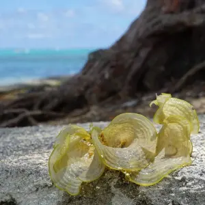 Explore Mauritius Experience 5Days /4 Nights (Comfort) for 5 days with Across Africa Tours & Travel and discover unforgettable experiences - Photo 5