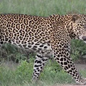 Explore 7 Days/ 6 Nights Best of Kenya Adventure ( Luxury) for 7 days with Across Africa Tours & Travel and discover unforgettable experiences - Photo 6