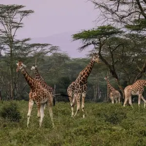 Explore 7 Days 6 Nights The Best of Kenya Adventure for 7 days with Across Africa Tours & Travel and discover unforgettable experiences - Photo 5