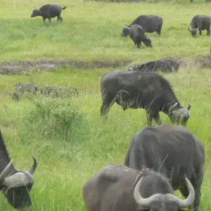 Explore 7 Days/ 6 Nights Best of Kenya Adventure ( Luxury) for 7 days with Across Africa Tours & Travel and discover unforgettable experiences - Photo 7