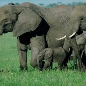 Explore 7 Days 6 Nights The Best of Kenya Adventure for 7 days with Across Africa Tours & Travel and discover unforgettable experiences - Photo 7