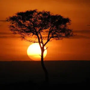 Explore 7 Days 6 Nights The Best of Kenya Adventure for 7 days with Across Africa Tours & Travel and discover unforgettable experiences - Photo 8