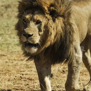 Explore 4Days/3Nights Serengeti, Ngorongoro & Lake Manyara for 4 days with Across Africa Tours & Travel and discover unforgettable experiences - Photo 2