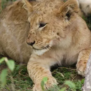 Explore 7 Days 6 Nights The Best of Kenya Adventure for 7 days with Across Africa Tours & Travel and discover unforgettable experiences - Photo 9