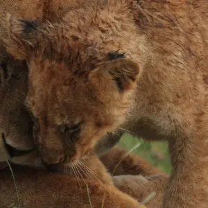 Explore 4Days/3Nights Serengeti, Ngorongoro & Lake Manyara for 4 days with Across Africa Tours & Travel and discover unforgettable experiences - Photo 3